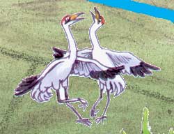 Wood Buffalo Nat Pk - the only nesting site for the rareWhooping Crane