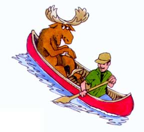 Algonquin Moose Viewing
