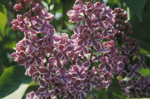 Lilacs at Royal Botanical Gardens