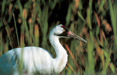 North America's oldest bird sanctuary - in Saskatchewan