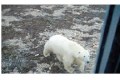 Bear under window Churchill tundra © Lucy Izon