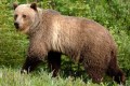 Grizzly Bear. (CNW Group/Committee on the Status of Endangered Wildlife in Canada