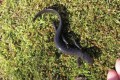 Conservation Halton Salamanders