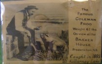 Fredericton Frog Clipping