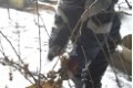 Ice Wine Harvest