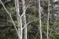 Aspen Trees in Jasper © Lucy Izon