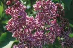 World's most Lilacs