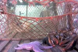 Lobster Trap Webcam - Nova Scotia Webcams