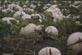 Norfolk White Pumpkins