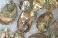 PEI Oysters