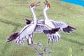 Whooping Cranes