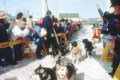 Yukon Quest